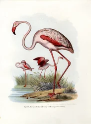 Flamingo, 1864